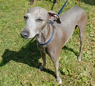 A dog image from https://images.dog.ceo/breeds/greyhound-italian/n02091032_870.jpg