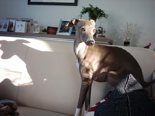 A dog image from https://images.dog.ceo/breeds/greyhound-italian/n02091032_9018.jpg