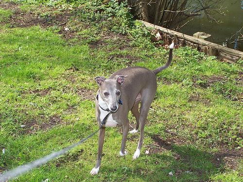 A dog image from https://images.dog.ceo/breeds/greyhound-italian/n02091032_9183.jpg