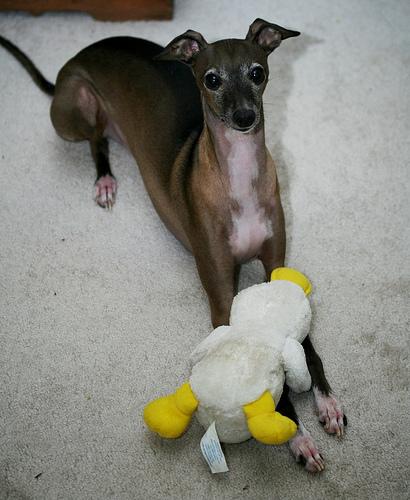 A dog image from https://images.dog.ceo/breeds/greyhound-italian/n02091032_9517.jpg