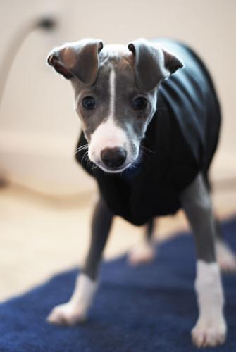 A dog image from https://images.dog.ceo/breeds/greyhound-italian/n02091032_9660.jpg