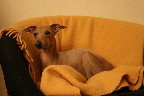 A dog image from https://images.dog.ceo/breeds/greyhound-italian/n02091032_9980.jpg