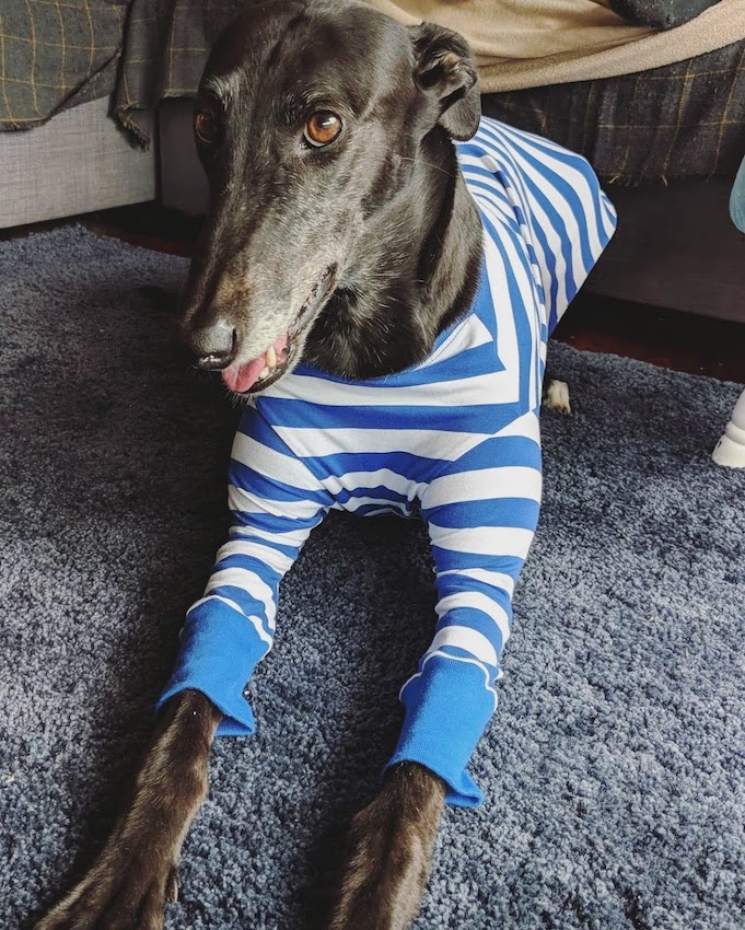 A dog image from https://images.dog.ceo/breeds/greyhound/Cordelia.jpg