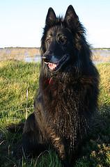 A dog image from https://images.dog.ceo/breeds/groenendael/n02105056_2036.jpg