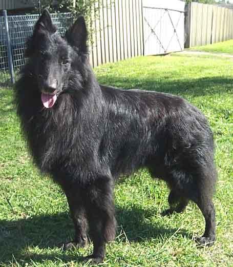 A dog image from https://images.dog.ceo/breeds/groenendael/n02105056_2194.jpg