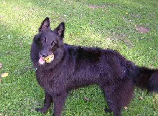 A dog image from https://images.dog.ceo/breeds/groenendael/n02105056_2552.jpg