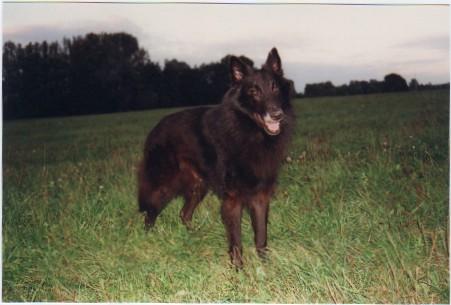 A dog image from https://images.dog.ceo/breeds/groenendael/n02105056_26.jpg