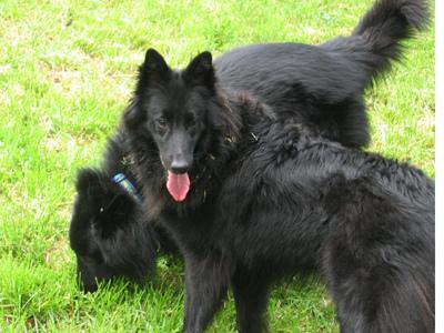 A dog image from https://images.dog.ceo/breeds/groenendael/n02105056_2639.jpg