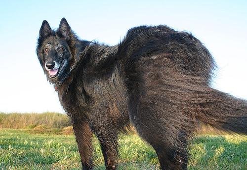 A dog image from https://images.dog.ceo/breeds/groenendael/n02105056_3499.jpg