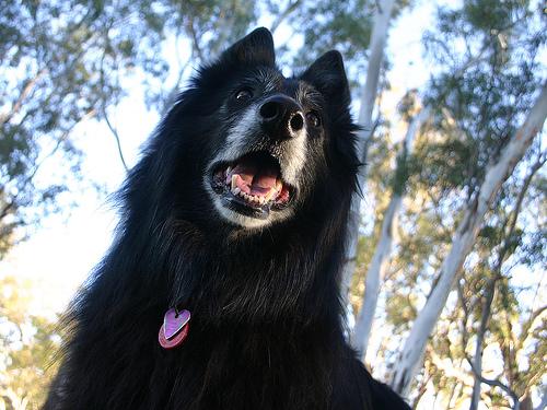 A dog image from https://images.dog.ceo/breeds/groenendael/n02105056_3745.jpg