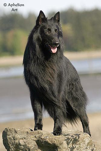 A dog image from https://images.dog.ceo/breeds/groenendael/n02105056_4640.jpg