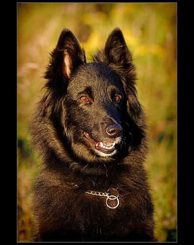 A dog image from https://images.dog.ceo/breeds/groenendael/n02105056_5146.jpg