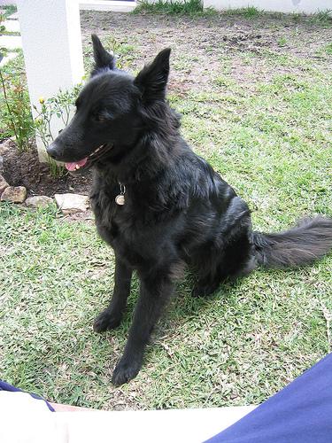 A dog image from https://images.dog.ceo/breeds/groenendael/n02105056_5668.jpg