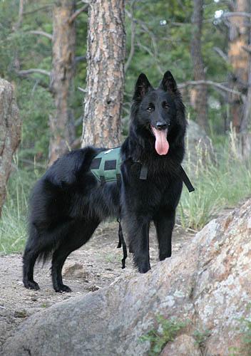 A dog image from https://images.dog.ceo/breeds/groenendael/n02105056_98.jpg