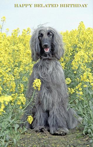 A dog image from https://images.dog.ceo/breeds/hound-afghan/n02088094_115.jpg