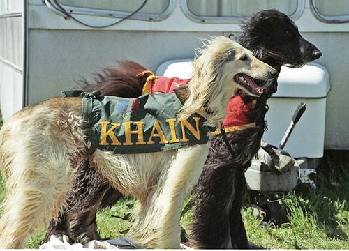 A dog image from https://images.dog.ceo/breeds/hound-afghan/n02088094_12664.jpg