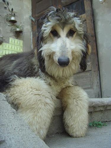 A dog image from https://images.dog.ceo/breeds/hound-afghan/n02088094_1479.jpg