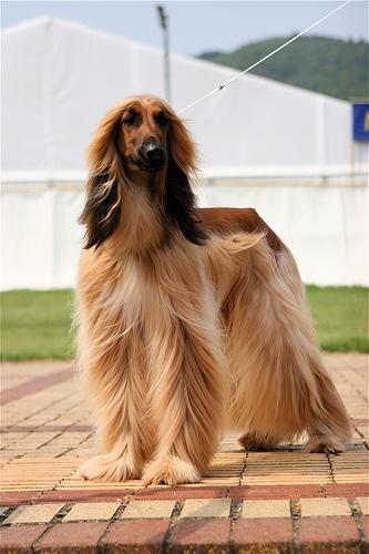 A dog image from https://images.dog.ceo/breeds/hound-afghan/n02088094_2545.jpg