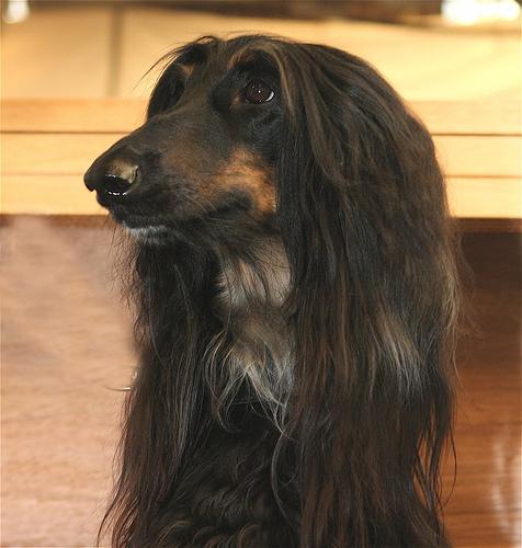 A dog image from https://images.dog.ceo/breeds/hound-afghan/n02088094_3159.jpg