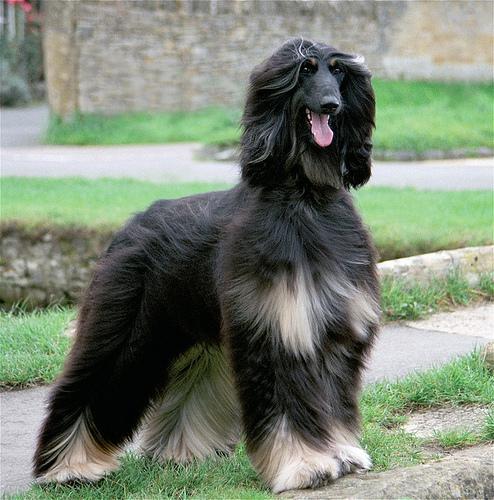 A dog image from https://images.dog.ceo/breeds/hound-afghan/n02088094_3233.jpg