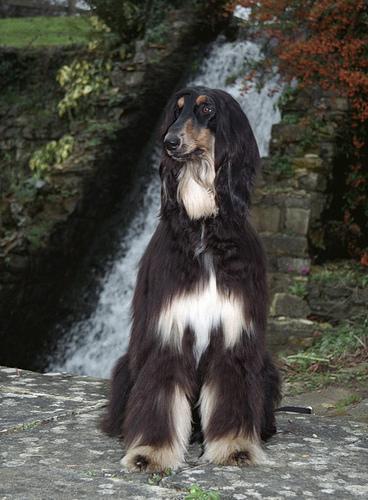 A dog image from https://images.dog.ceo/breeds/hound-afghan/n02088094_357.jpg