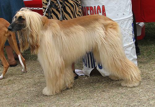 A dog image from https://images.dog.ceo/breeds/hound-afghan/n02088094_3653.jpg