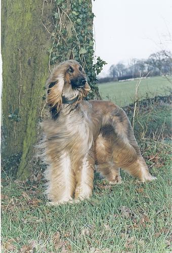 A dog image from https://images.dog.ceo/breeds/hound-afghan/n02088094_515.jpg