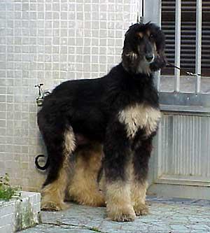 A dog image from https://images.dog.ceo/breeds/hound-afghan/n02088094_988.jpg