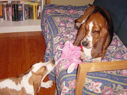 A dog image from https://images.dog.ceo/breeds/hound-basset/n02088238_10013.jpg