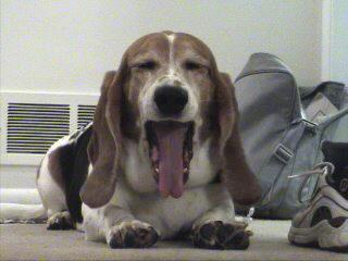 A dog image from https://images.dog.ceo/breeds/hound-basset/n02088238_10451.jpg