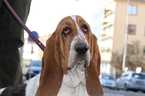 A dog image from https://images.dog.ceo/breeds/hound-basset/n02088238_11124.jpg