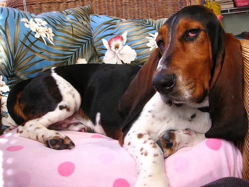 A dog image from https://images.dog.ceo/breeds/hound-basset/n02088238_11136.jpg