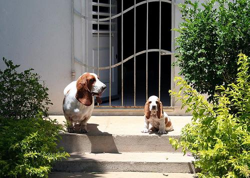 A dog image from https://images.dog.ceo/breeds/hound-basset/n02088238_11635.jpg