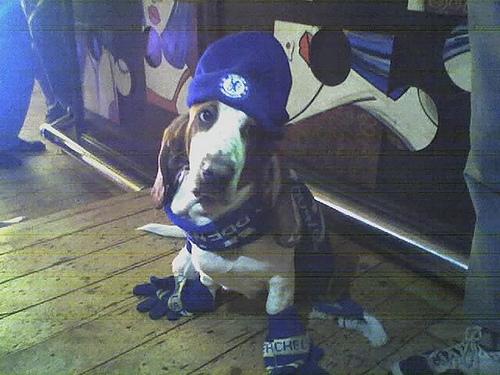 A dog image from https://images.dog.ceo/breeds/hound-basset/n02088238_11917.jpg