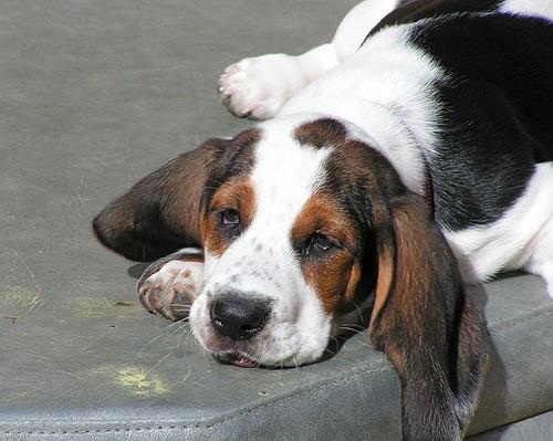 https://images.dog.ceo/breeds/hound-basset/n02088238_12427.jpg