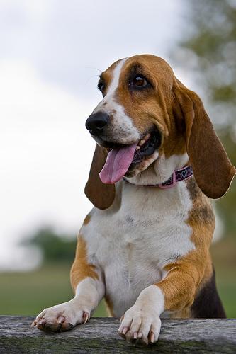 A dog image from https://images.dog.ceo/breeds/hound-basset/n02088238_12555.jpg