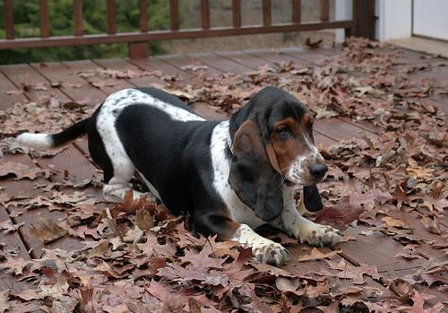 A dog image from https://images.dog.ceo/breeds/hound-basset/n02088238_12563.jpg