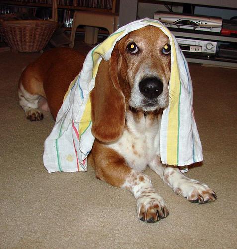 A dog image from https://images.dog.ceo/breeds/hound-basset/n02088238_1261.jpg