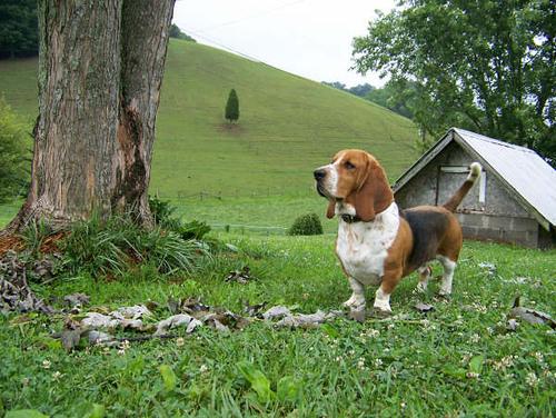 A dog image from https://images.dog.ceo/breeds/hound-basset/n02088238_12974.jpg