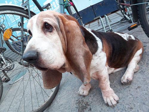 A dog image from https://images.dog.ceo/breeds/hound-basset/n02088238_13683.jpg