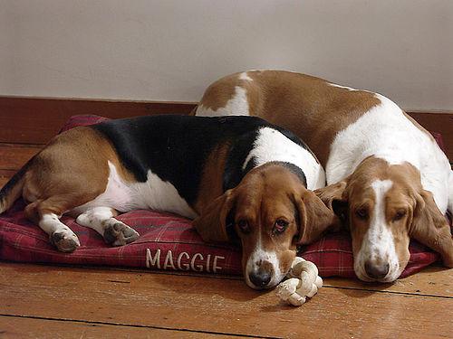 A dog image from https://images.dog.ceo/breeds/hound-basset/n02088238_13847.jpg