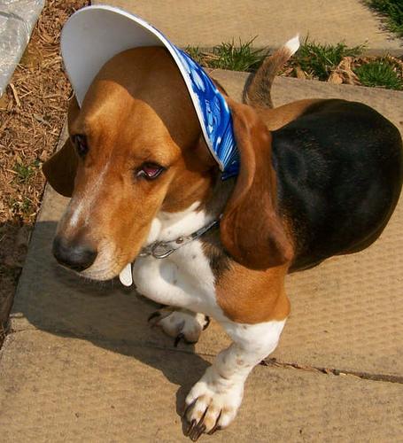 A dog image from https://images.dog.ceo/breeds/hound-basset/n02088238_2009.jpg