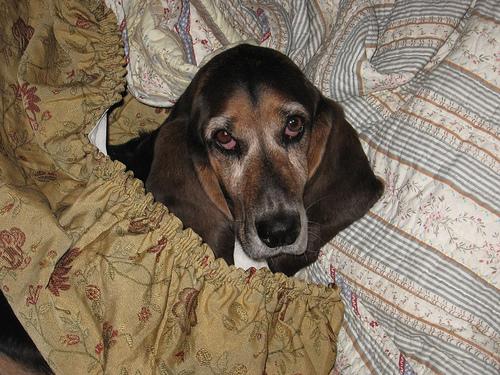 A dog image from https://images.dog.ceo/breeds/hound-basset/n02088238_2646.jpg