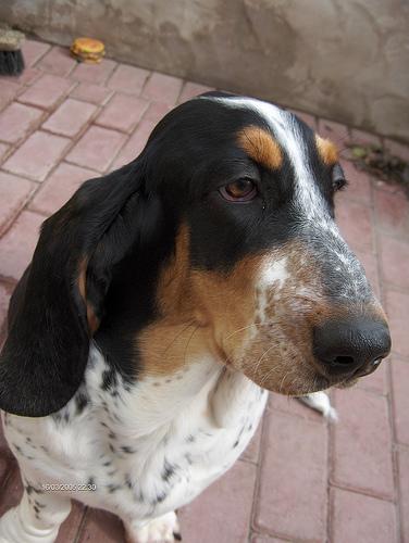 A dog image from https://images.dog.ceo/breeds/hound-basset/n02088238_2686.jpg