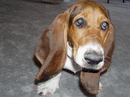 A dog image from https://images.dog.ceo/breeds/hound-basset/n02088238_363.jpg