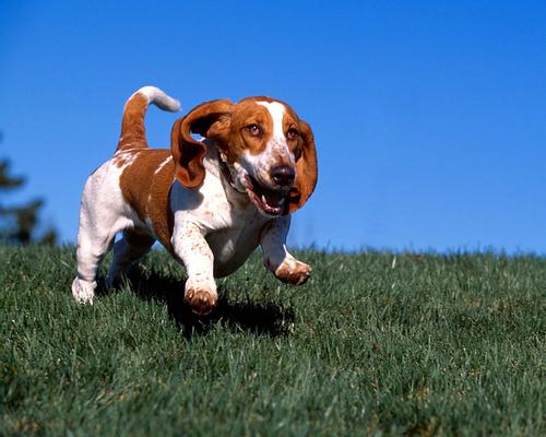 A dog image from https://images.dog.ceo/breeds/hound-basset/n02088238_490.jpg