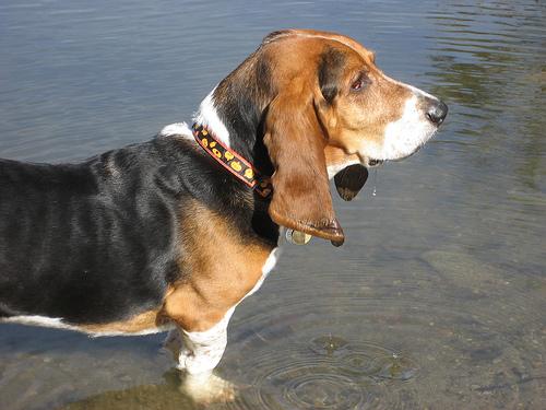 A dog image from https://images.dog.ceo/breeds/hound-basset/n02088238_5239.jpg