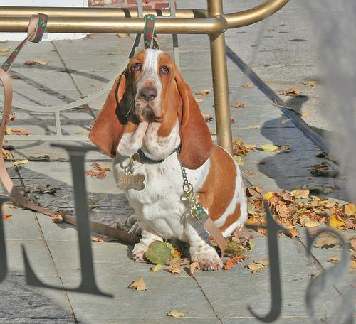 A dog image from https://images.dog.ceo/breeds/hound-basset/n02088238_600.jpg