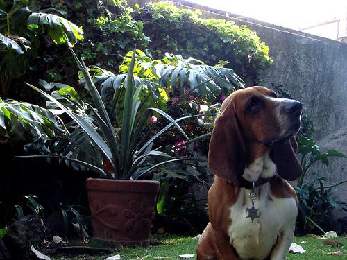 A dog image from https://images.dog.ceo/breeds/hound-basset/n02088238_7181.jpg