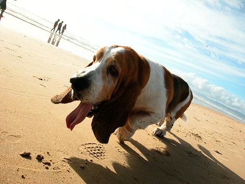 A dog image from https://images.dog.ceo/breeds/hound-basset/n02088238_7232.jpg